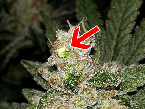 pictures of hermie cannabis plant.